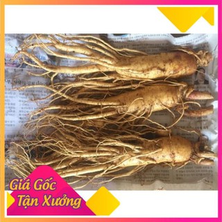 Nhân sâm tươi Hàn Quốc bồi bổ sức khỏe chống lão hóa -loại 3 củ =0.5kg