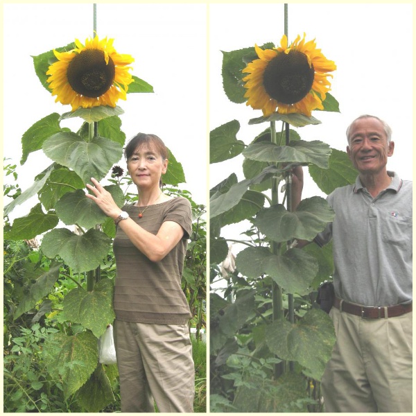 Shop 1K - HẠT GIỐNG HƯỚNG DƯƠNG KHỔNG LỒ 20 - 40cm LẤY HẠT-Tặng thuốc kích hạt nảy mầm nhanh chóng + Hướng dương