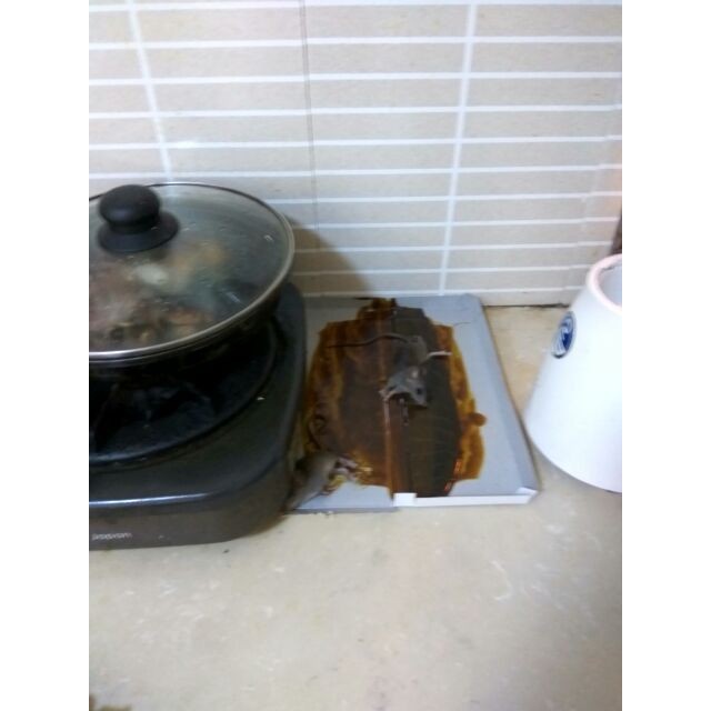 Keo dính chuột  MP