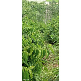 Cây cà phê vối TR4 (cao sản)