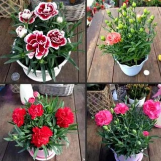 Khong co hang 1hạt giống hoa cẩm chướng chùm mix