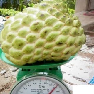 Cây giống Na Thái, Na hoàng hậu, mãng cầu Thái trái 600g-1kg