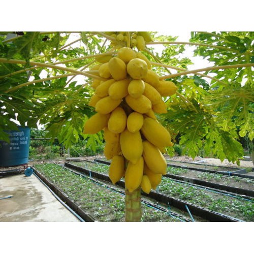 Đu Đủ Vỏ Vàng VĨnh Thành