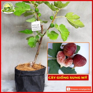 Combo 2 cây sung Mỹ cây con giống khỏe dễ sống nhanh phát triển ra trái chỉ sau 5 tháng chăm trồng - QD10(2)