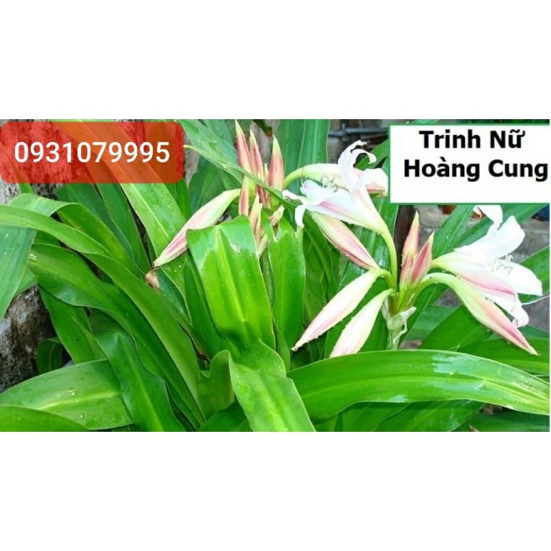 Lá cây trinh nữ hoàng cung phơi khô 1kg
