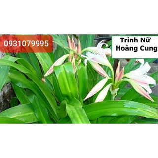 Lá cây trinh nữ hoàng cung phơi khô 1kg