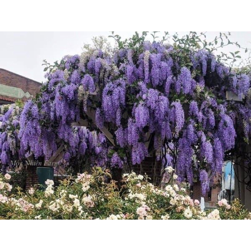 Cây hoa mai xanh thái chơi Tết