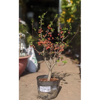Cây Giống Táo Cherry