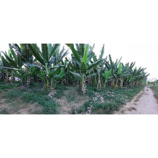 Cây giống chuối sáp nghệ