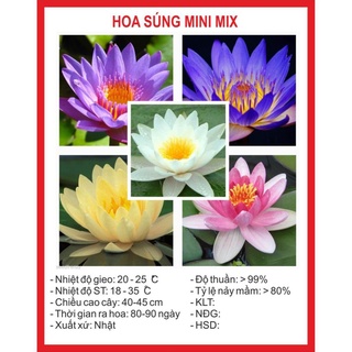 Hạt Giống Hoa Súng Mini 5 Hạt hạt giống bốn mùa