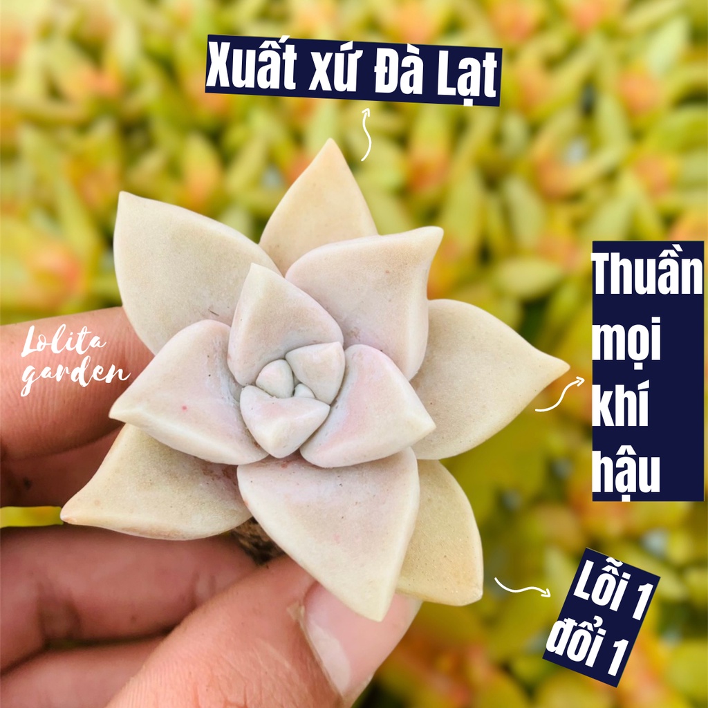 SEN ĐÁ ĐÁ MA SIZE MINI, HÀNG ĐÀ LẠT, SIÊU XINH SIÊU KHỎE, LỖI 1 ĐỔI 1