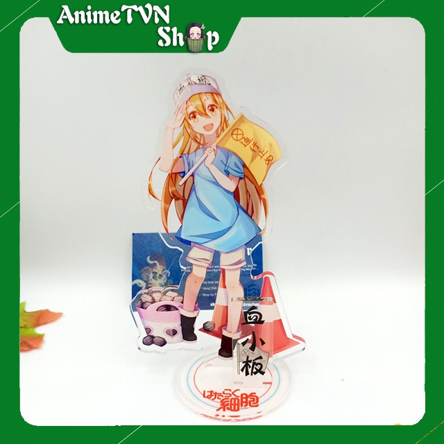 Tượng Mica Standee anime/manga Tiểu cầu Cells at work và Kanna Kobayashi - Nhựa Cứng Acrylic In nhiều chi tiết sắc nét