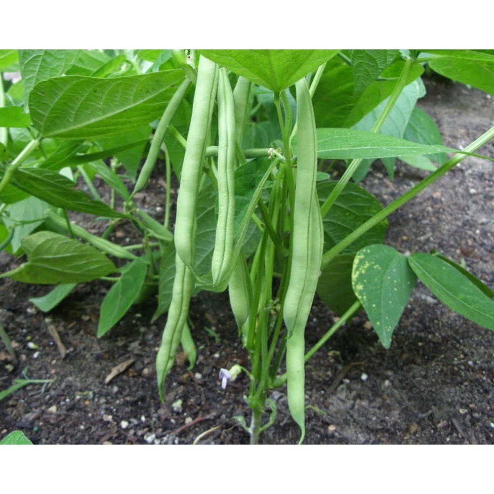 DEAL 1K - 10 hạt giống đậu cove bụi lùn xanh - Dự án trồng rau sân thượng