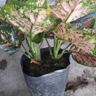 Cây Vạn lôc