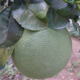Bưởi da xanh bến tre size từ 1kg- 1,5kg)