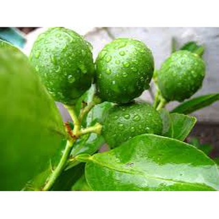 Chậu Cây Chanh Bông Tím Thái Lan đang bông trái.
