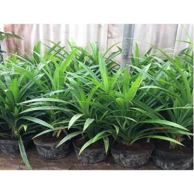 Cây giống lá nếp thơm