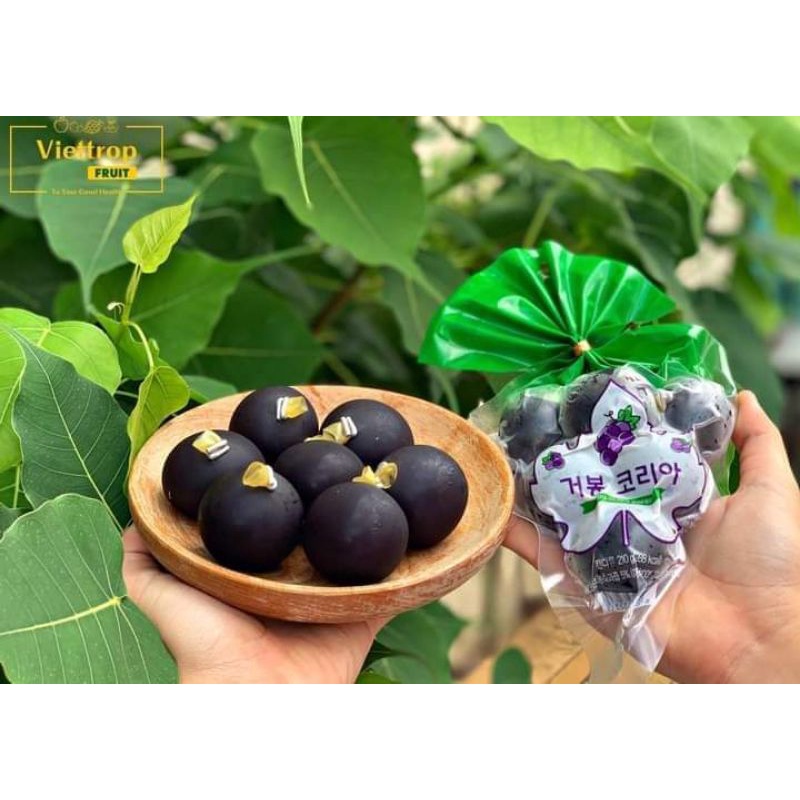 𝗧𝗛𝗔̣𝗖𝗛 𝗡𝗛𝗢 𝗡𝗢̂̉  𝗞𝗬𝗢𝗛𝗢 𝗛𝗔̀𝗡 𝗤𝗨𝗢̂́𝗖 𝗗𝗔𝗧𝗘 𝗫𝗔, 𝗡𝗚𝗢𝗡 𝗧𝗛𝗔̂̀𝗡 𝗦𝗔̂̀𝗨