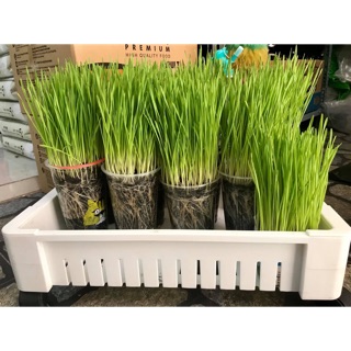 100g Hạt giống cỏ lúa mì cho chó mèo
