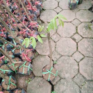 Cây giống óc chó
