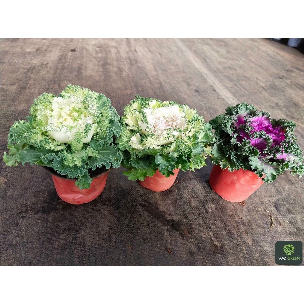 (120 hạt) Hạt giống Hoa Bắp Cải/Bắp Cải Hoa Hồng nhiều màu - Dễ trồng chậu, hợp tiết trời mát lạnh