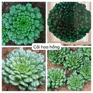 Hạt giống cải hoa hồng, cải tatsoi