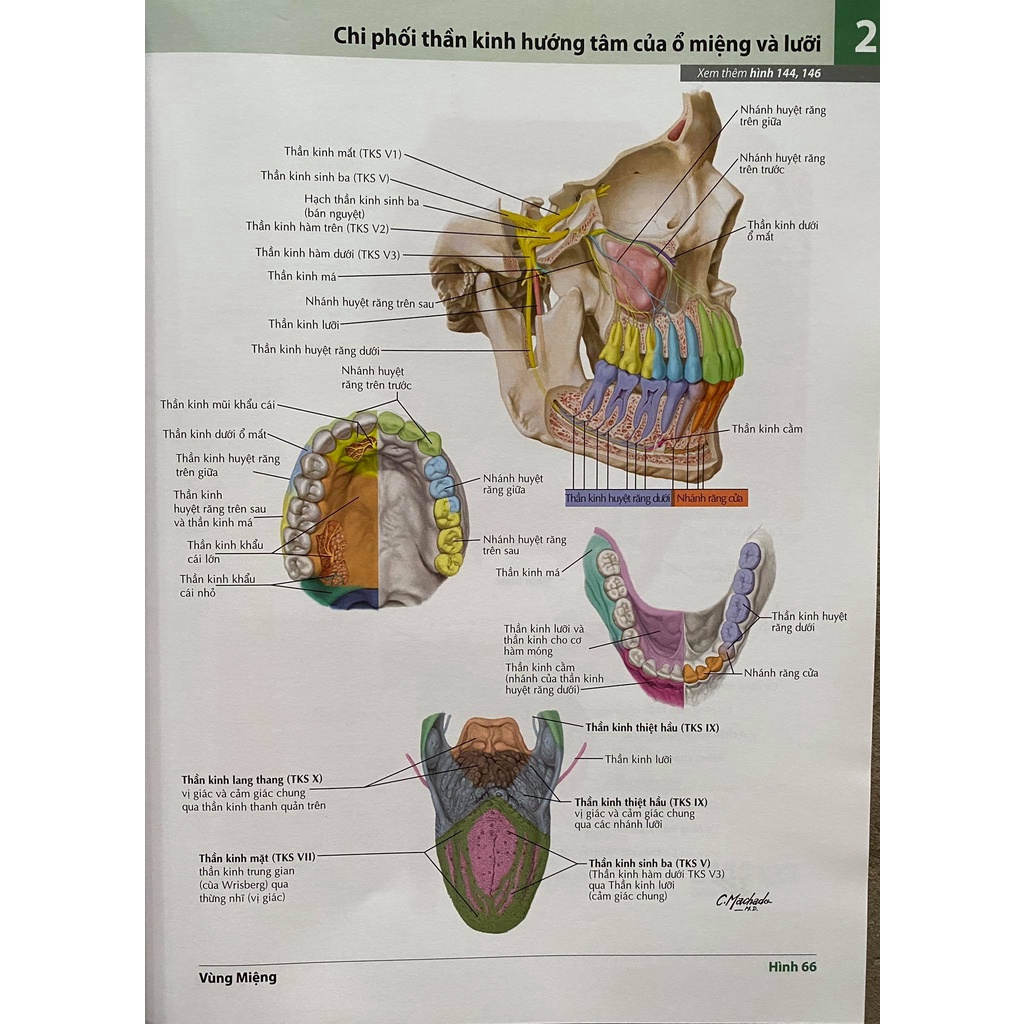 Sách - Atlas Giải Phẫu Người