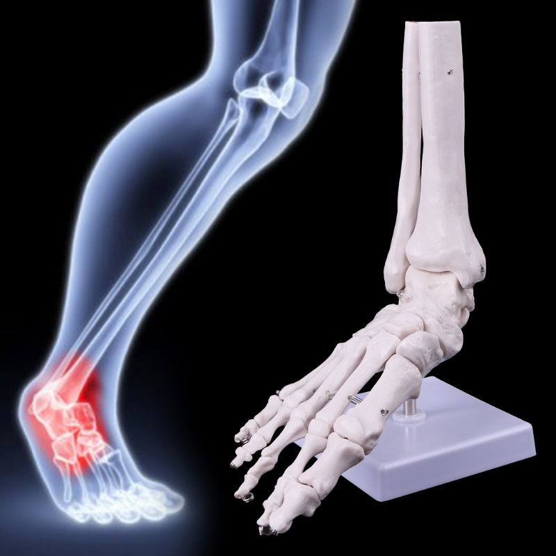 Mô Hình Bộ Xương Giải Phẫu Luyện Tập Kích Thước Bàn Chân