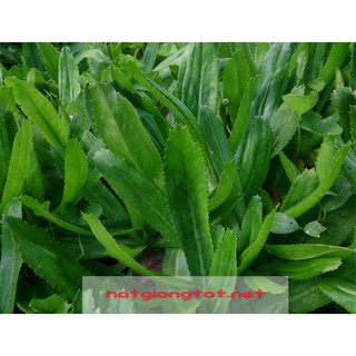 Hạt giống rau thơm mùi tàu răng cưa