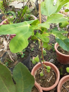 Sung mỹ đang có trái