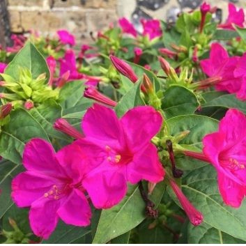 [Gói 150 hạt] Hạt Giống Hoa Phấn F1 Loại Siêu Dễ Trồng, Hoa Nở Đẹp Tặng kèm Hướng Dẫn Trồng