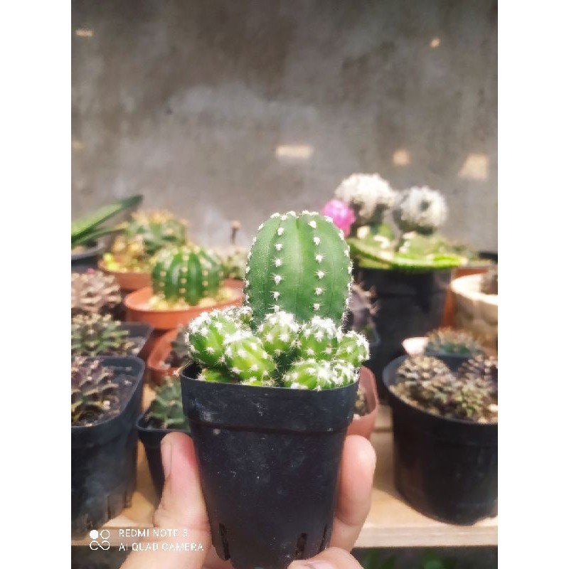 Xương Rồng Echino (sz~5cm)