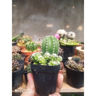 Xương Rồng Echino (sz~5cm)