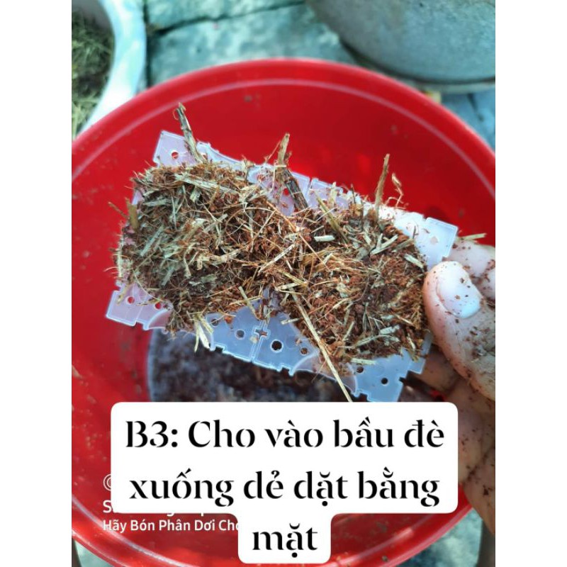 🌷 Combo 5 Bầu Chiết Cành Hoa Hồng,Hoa Kiểng(Loại trắng trong thấy rễ)