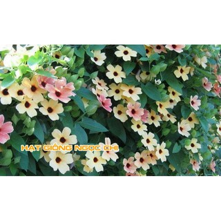 Hạt giống hoa Ánh Dương (Mắt huyền, Mắt Nhung) - 4 Hạt