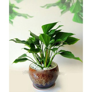 Chậu cây Thanh Tâm để bàn