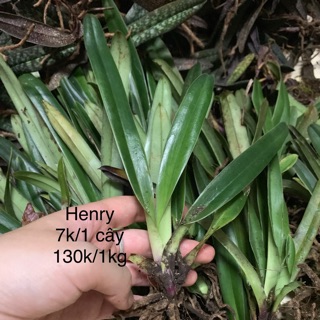 Lan hài hẻny 50k/7 cây