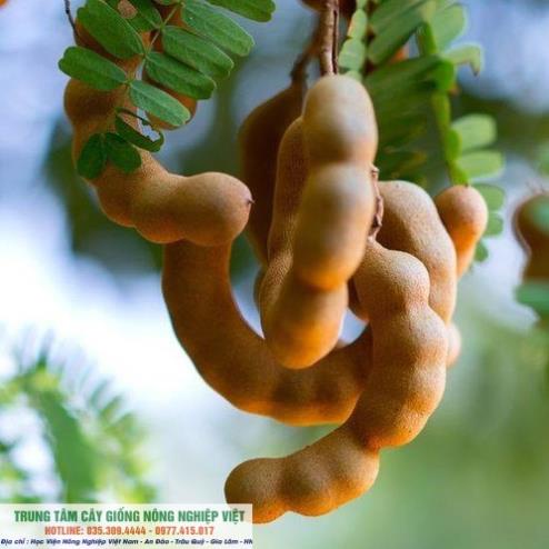 Giống Me Thái Giống Cho Trái Siêu Sớm