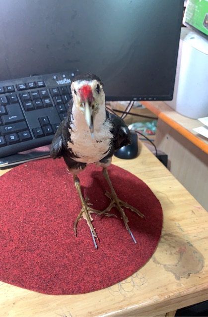 CHIM CUỐC - MỒI GIẢ - PHỤ KIỆN BẪY CHIM SĂN