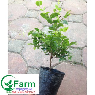 Combo 02 cây nho thân gỗ bé