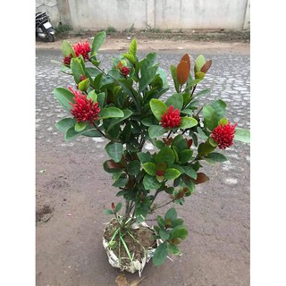cây mẫu đơn ta