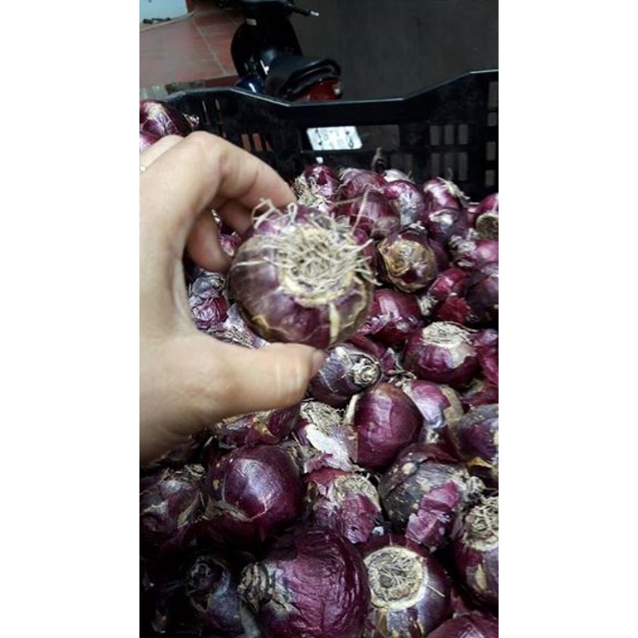 Củ giống hoa tiên ông  có mầm sẵn