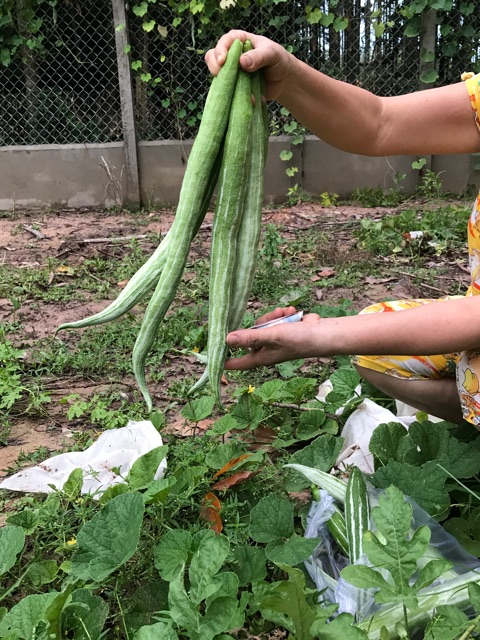 Mướp rắn "khổ qua tây": CTV047; naga010- ChiaTai