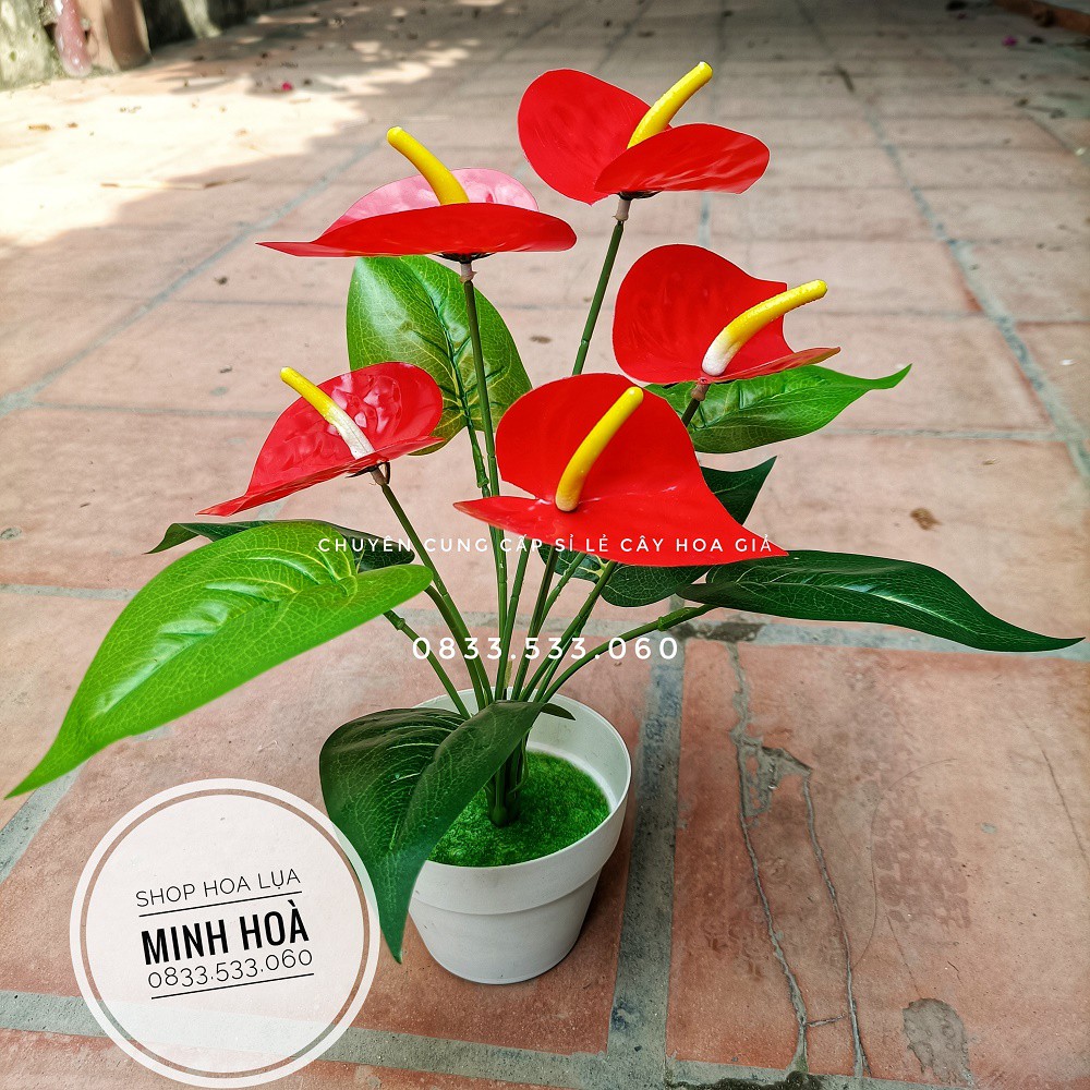 Cây hoa giả - Cây Hồng Môn Đỏ 5 bông, cao 35cm - Chậu cây để bàn trang trí nhà cửa, văn phòng