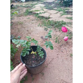 Cây giống hoa hồng chùm