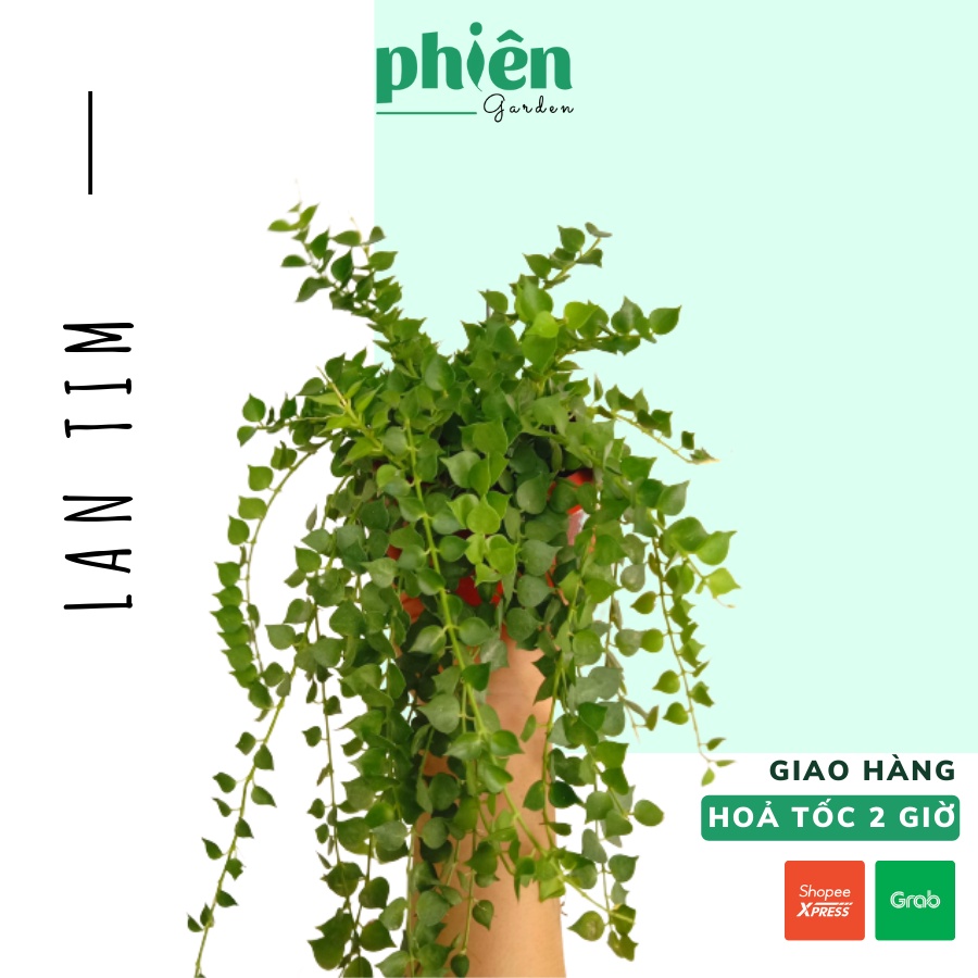 Cây Lan Tim xanh kèm chậu ốc treo, Cây Dischidia ruscifolia Million Hearts