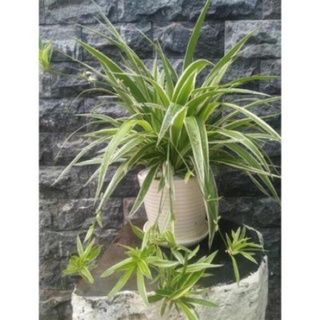 Cây cỏ nhện, rễ trần ( mua 1 tặng 1)