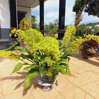 Lan vũ nữ hoàng hậu xanh cây giống