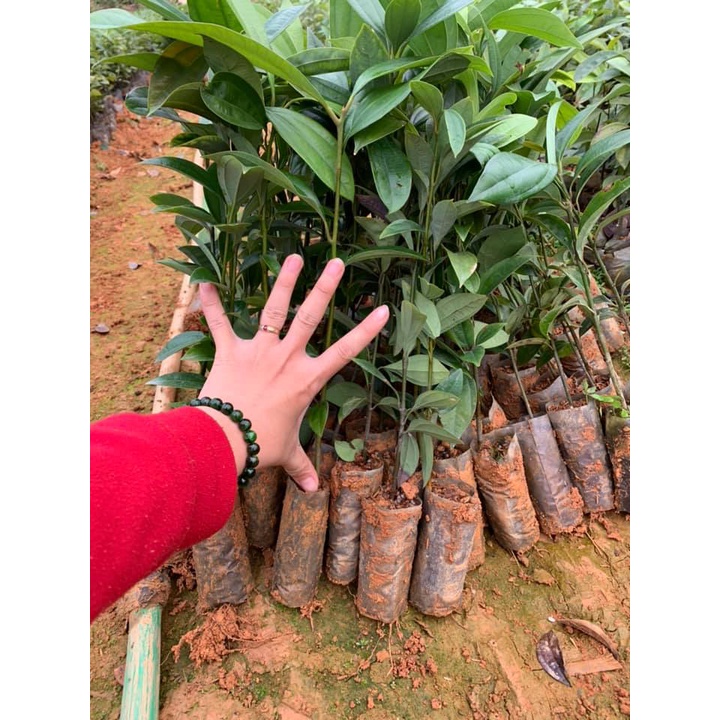 combo 20 CÂY QUẾ GIỐNG -CÂY CAO 30-40CM (bầu đất ổn định nhiều rễ bao sống 100%)