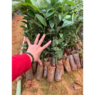Cây quế giống -cây cao 30-40cm